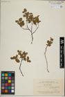 Foto von Salix herbacea L.
